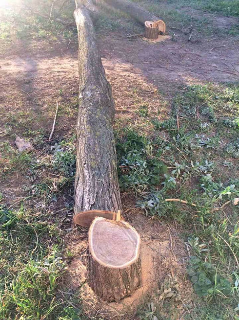 Деревья в парке "Юность" Фото: Юлия Крайчикова