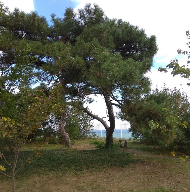 Ботанический сад в Одессе. Фото автора