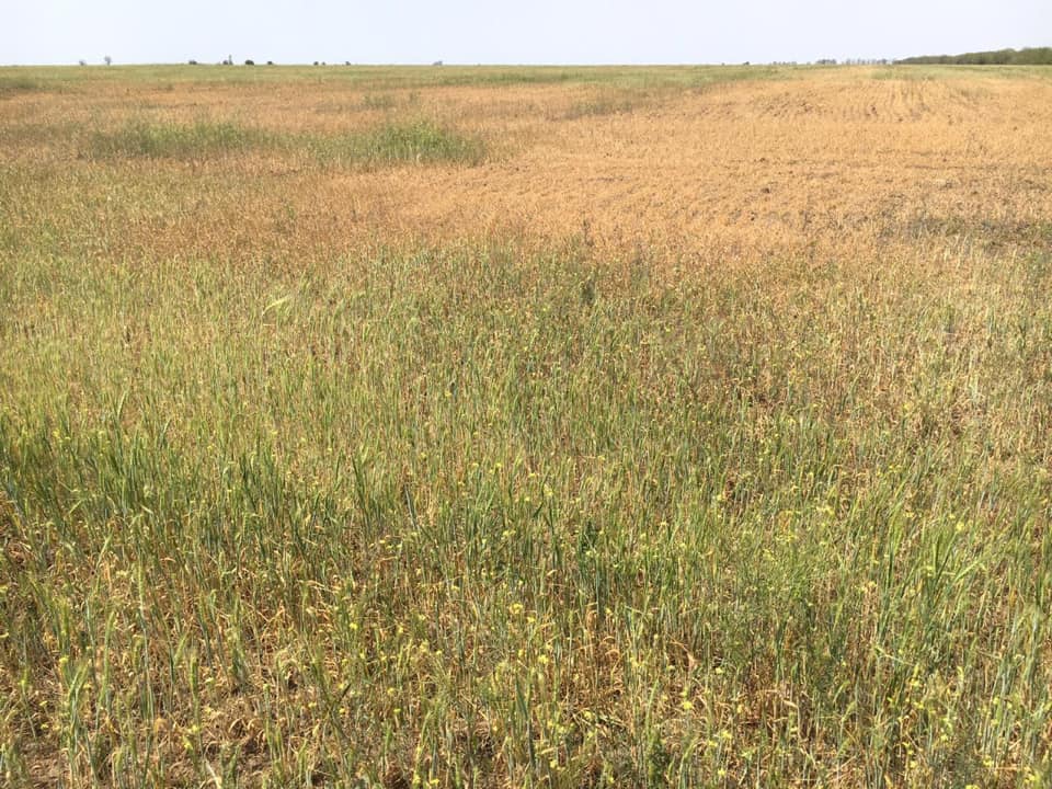 Фото: Тарас Высоцкий