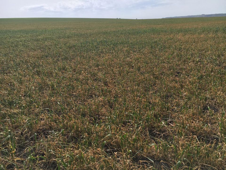 Фото: Тарас Высоцкий