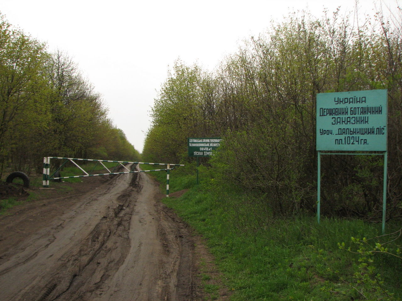 Дальницкий лес. Фото: wikipedia