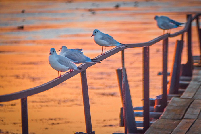 Тузловские лиманы. Фото: Виталия Евдощенко