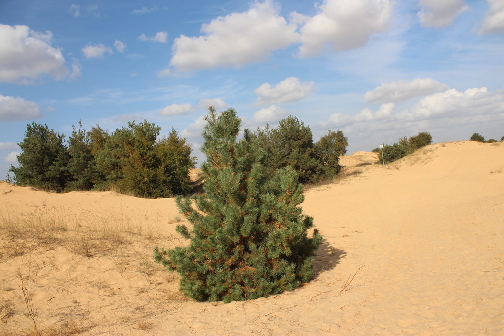 Елка посреди песков. Фото автора