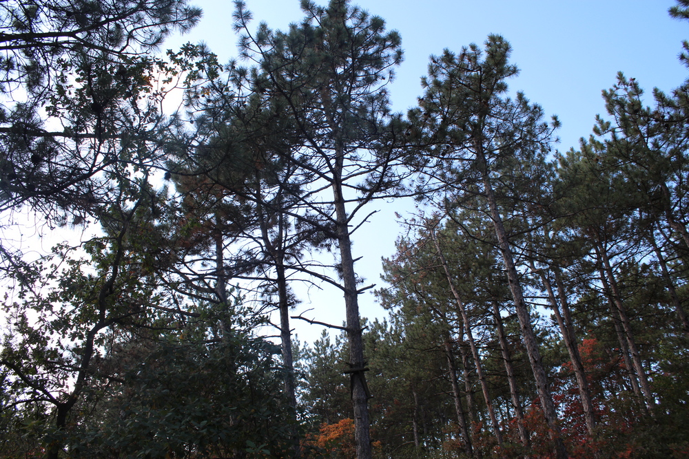 Дальницкий лес. Фото автора