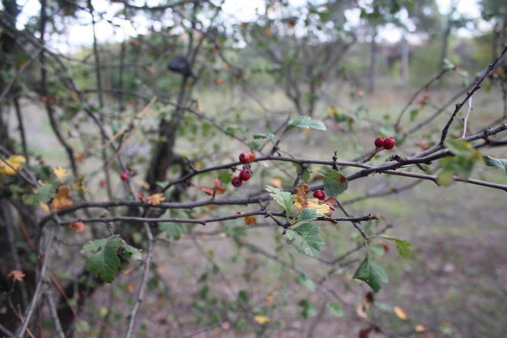 Дальницкий лес. Фото автора