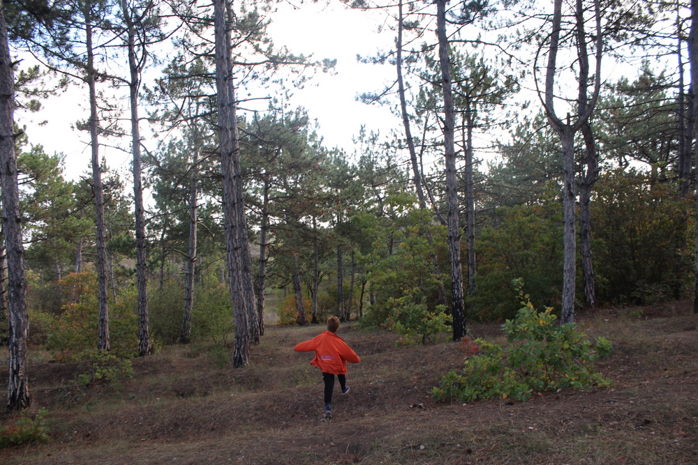 Дальницкий лес. Фото автора