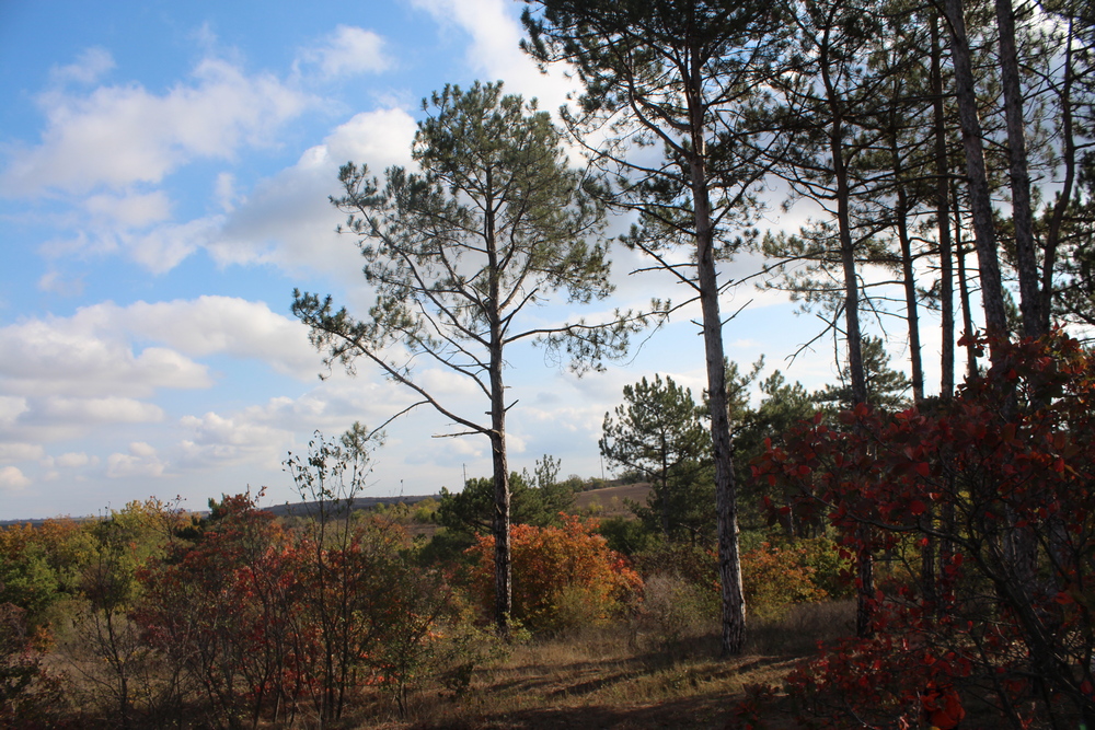 Дальницкий лес. Фото автора