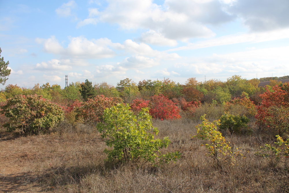 Дальницкий лес. Фото автора