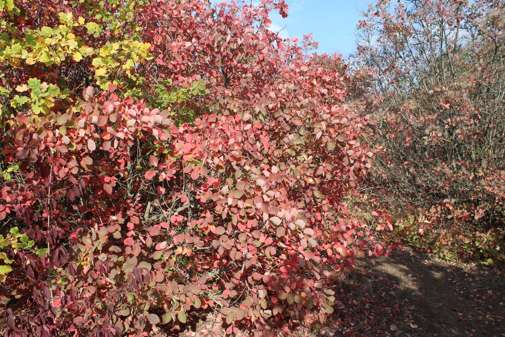 Дальницкий лес. Фото автора