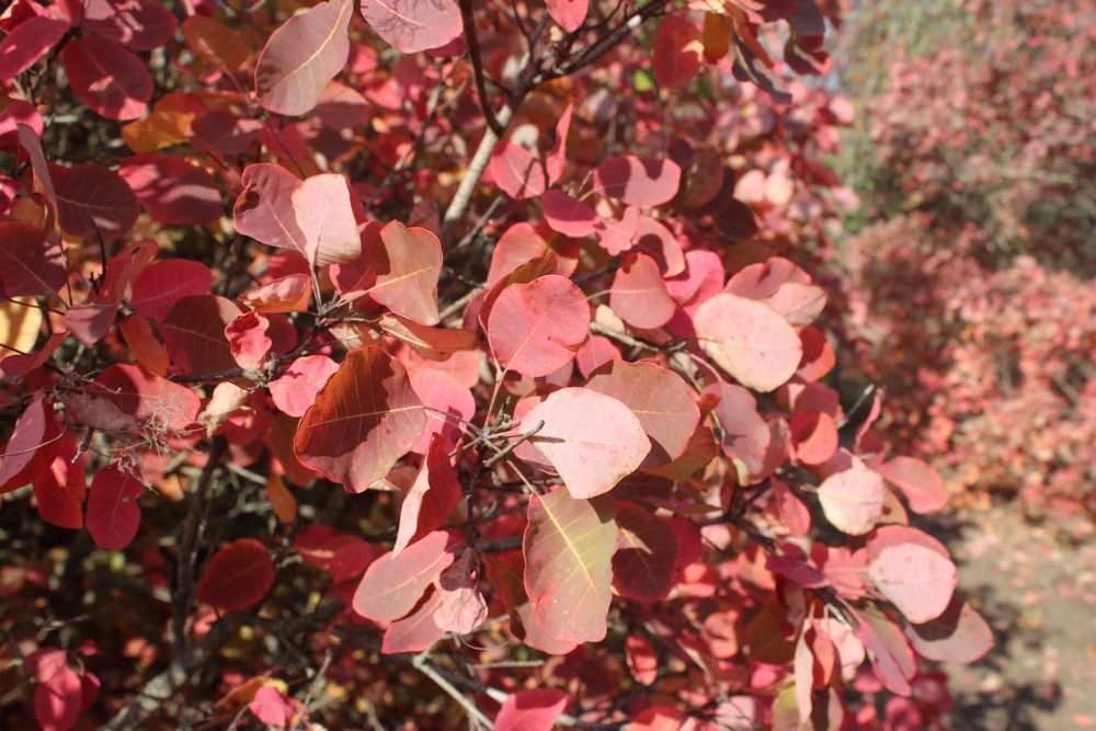 Дальницкий лес. Фото автора