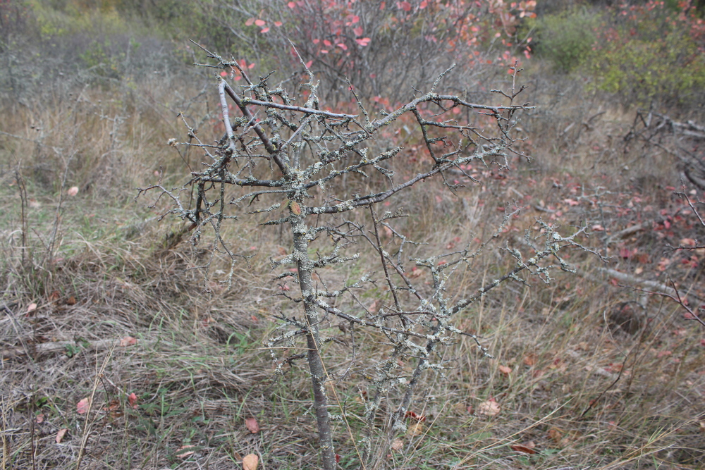 Дальницкий лес. Фото автора
