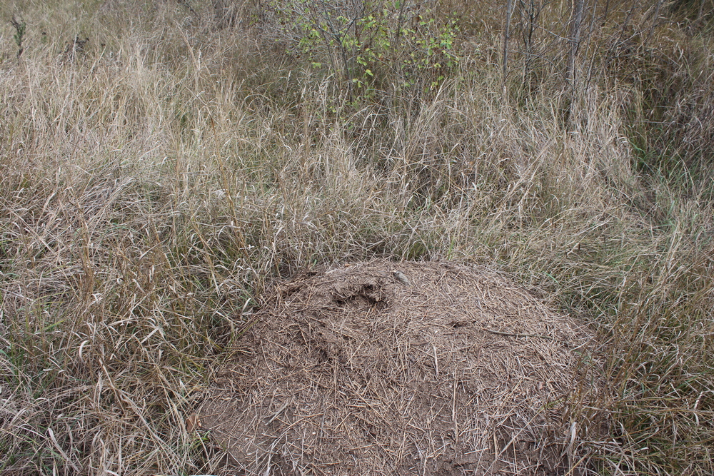 Дальницкий лес. Фото автора
