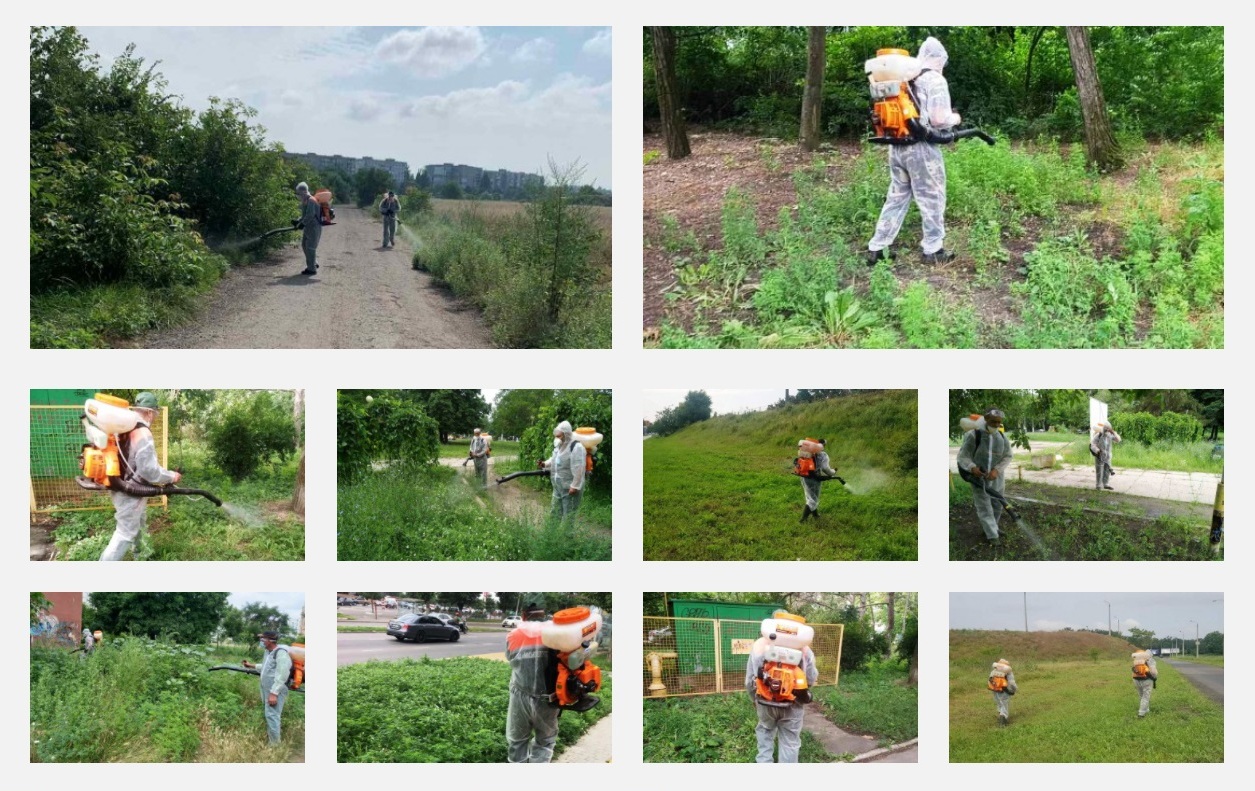 Борьба с амброзией. Фото коммунальщиков 