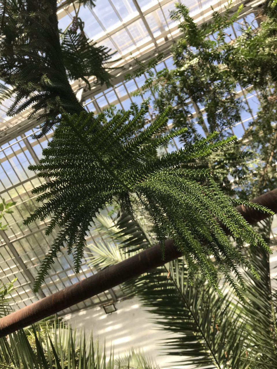 Теплица Бернардацци. Фото: odessa.pub