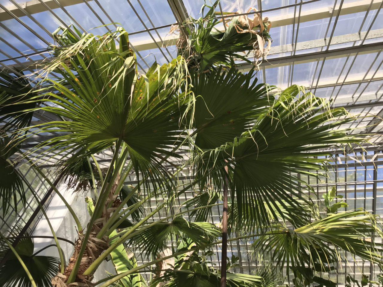 Теплица Бернардацци. Фото: odessa.pub