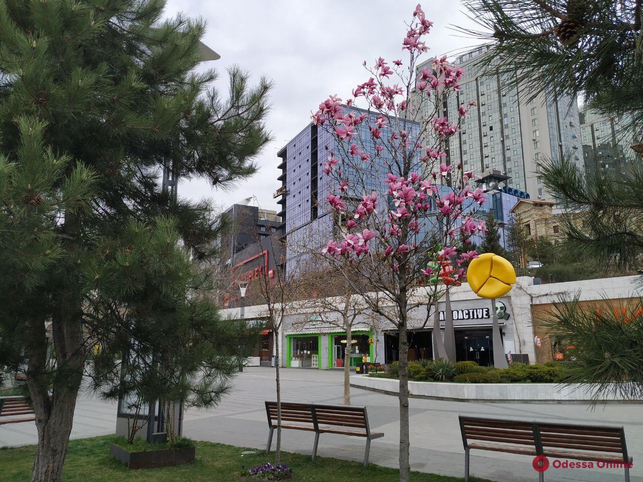 Цветения в Одессе Фото: Odessa Online