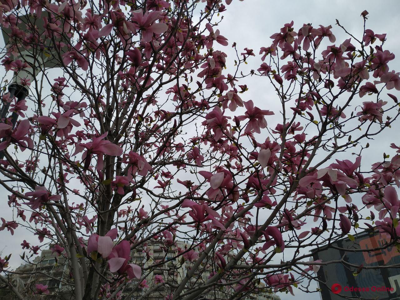 Цветения в Одессе Фото: Odessa Online