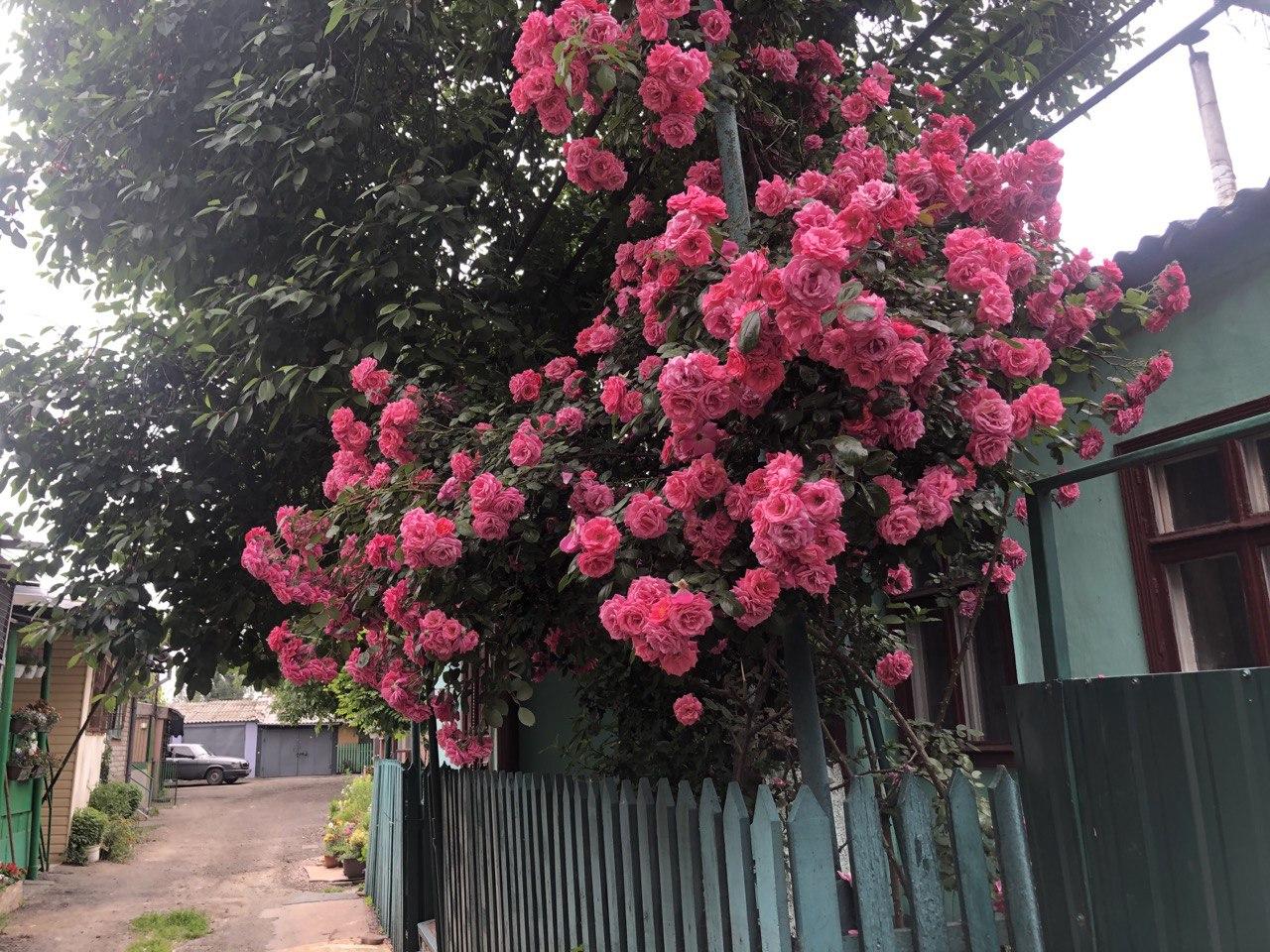 Пересыпь Фото автора