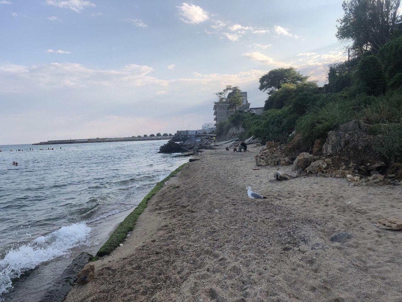 По пляжу гуляют большие чайки