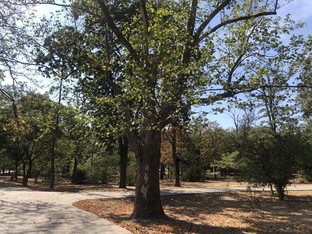 Фото автора Платан Западный