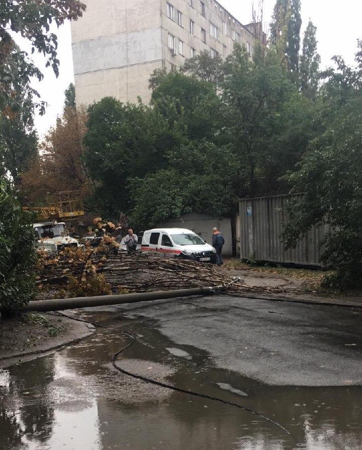 Упало дерево Фото odessa_info