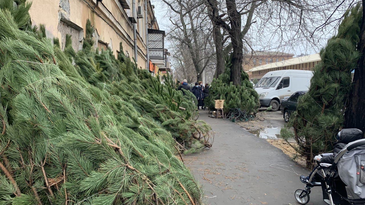 Елки на Конной. Фото автора