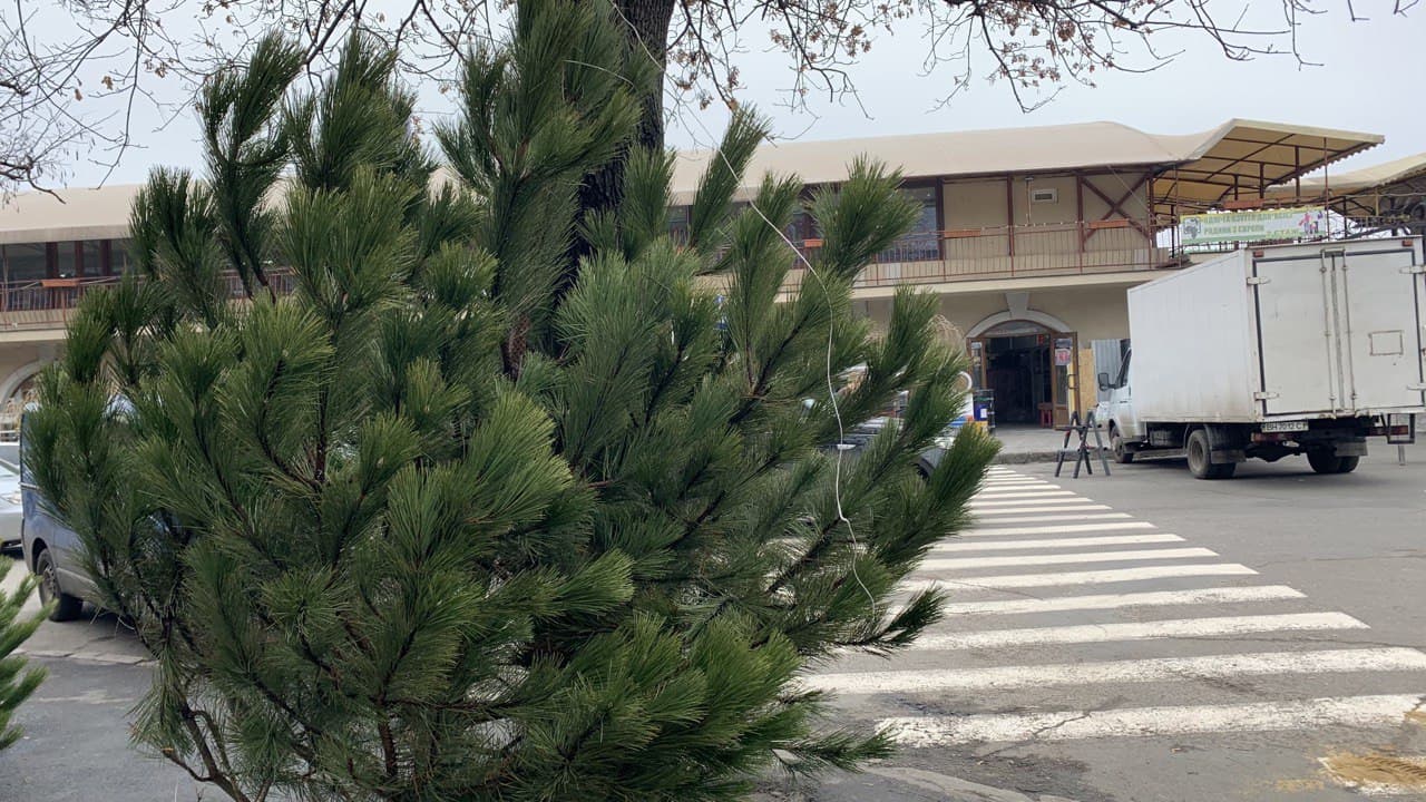 Елки в Одессе. Фото автора