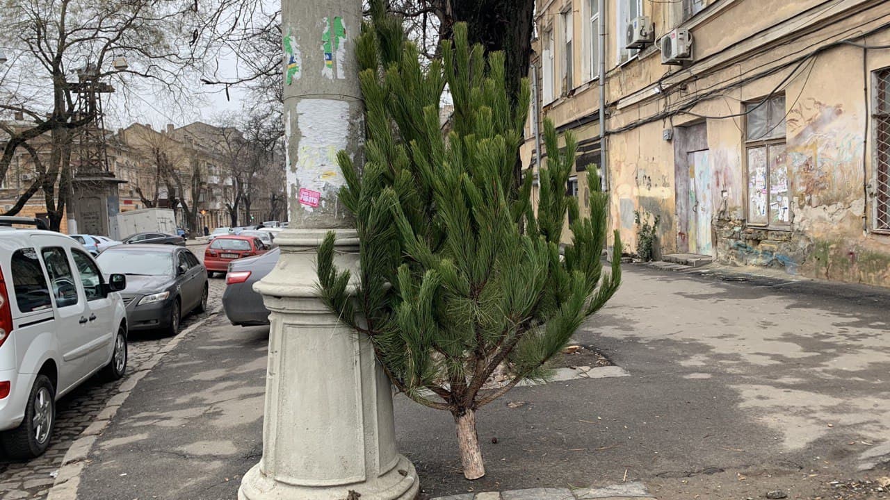 Елки в Одессе. Фото автора