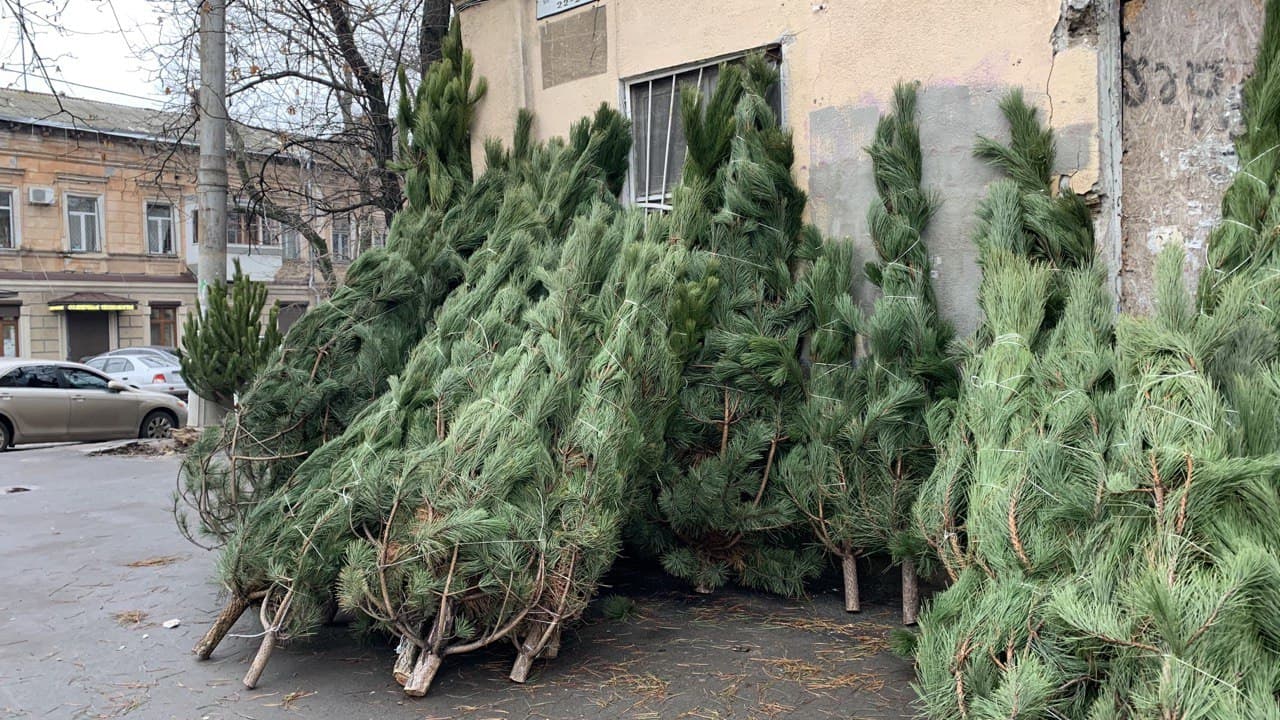 Елки на Конной. Фото автора