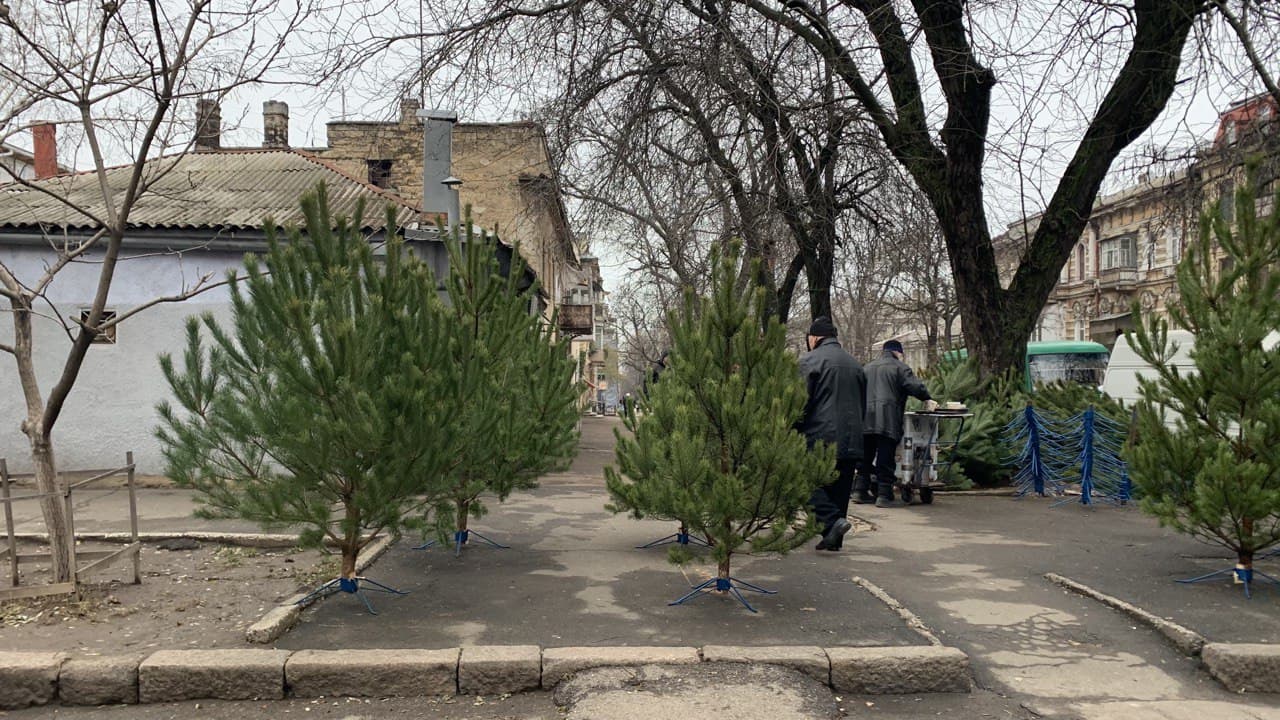 Елки в Одессе. Фото автора