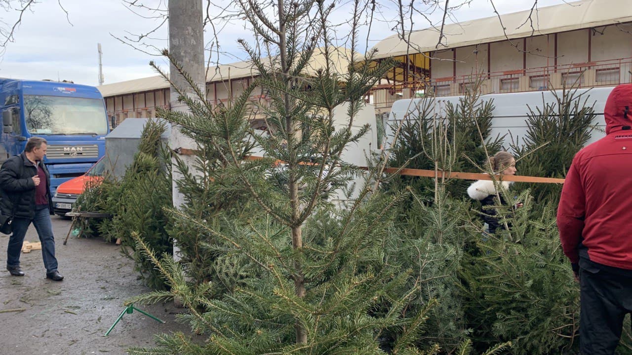 Елки на Новом рынке. Фото автора