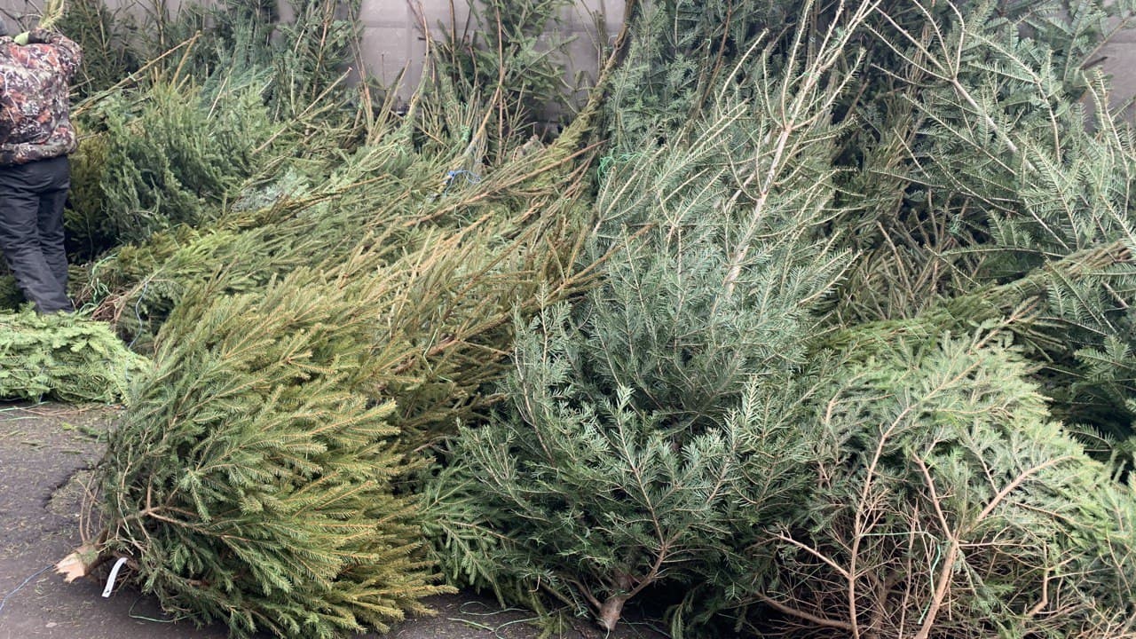 Елки на Новом рынке. Фото автора