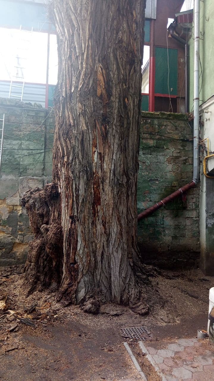 Торговая, 13. Фото: Андрей Горецкий