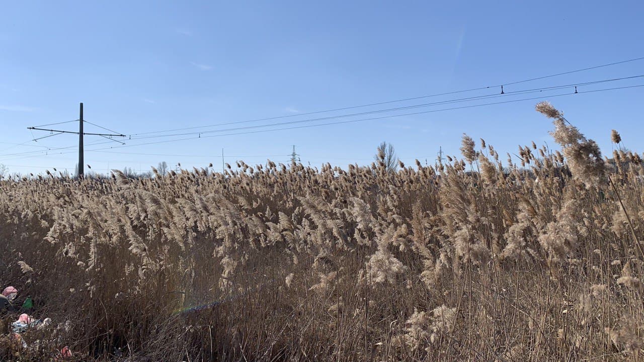 Лебединое озеро. Фото автора