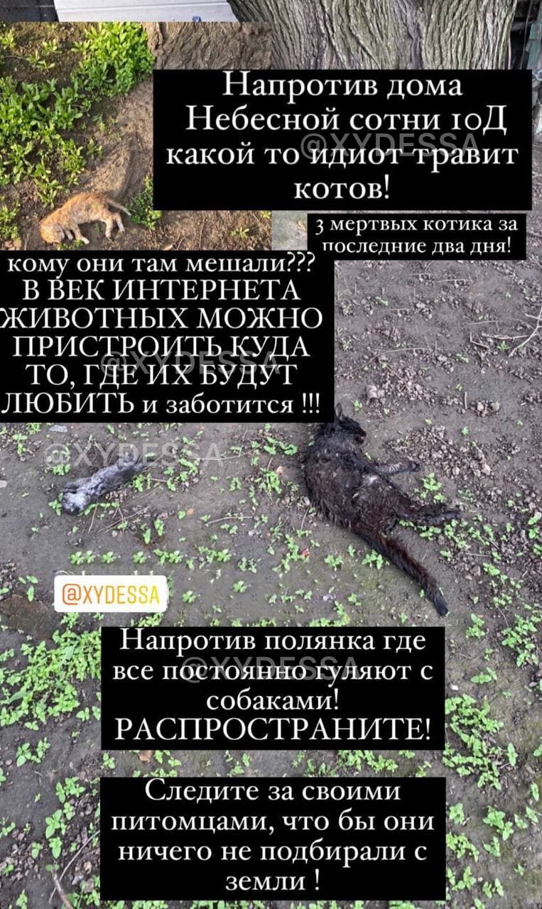 В Одессе потравили котов. Фото: ХО