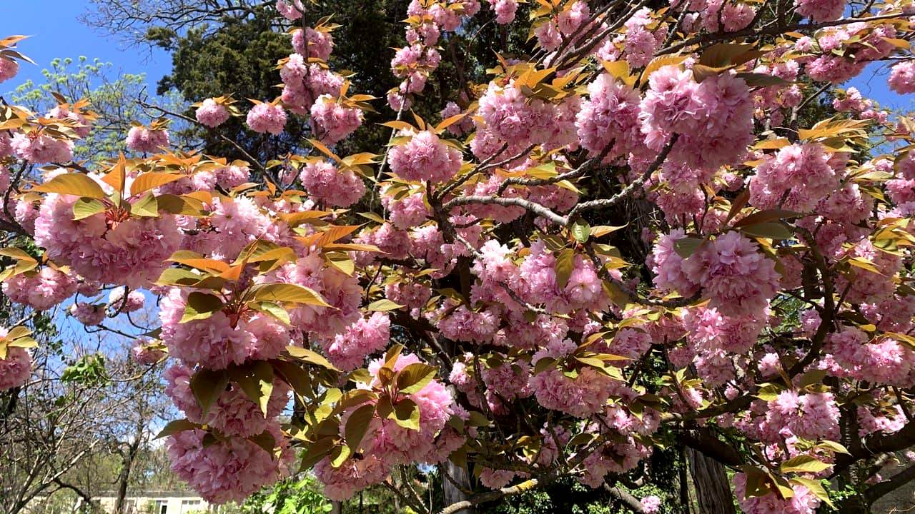 Ботанический сад в Одессе. Фото автора