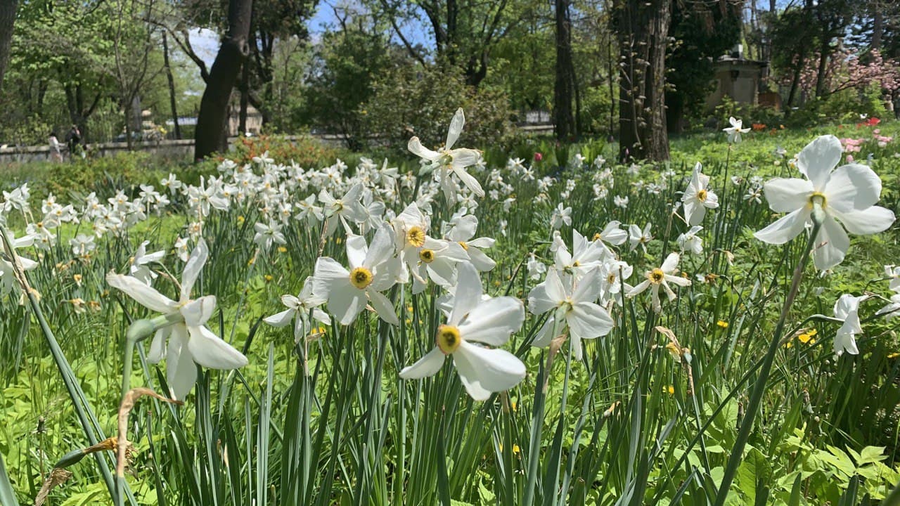 Ботанический сад в Одессе. Фото автора