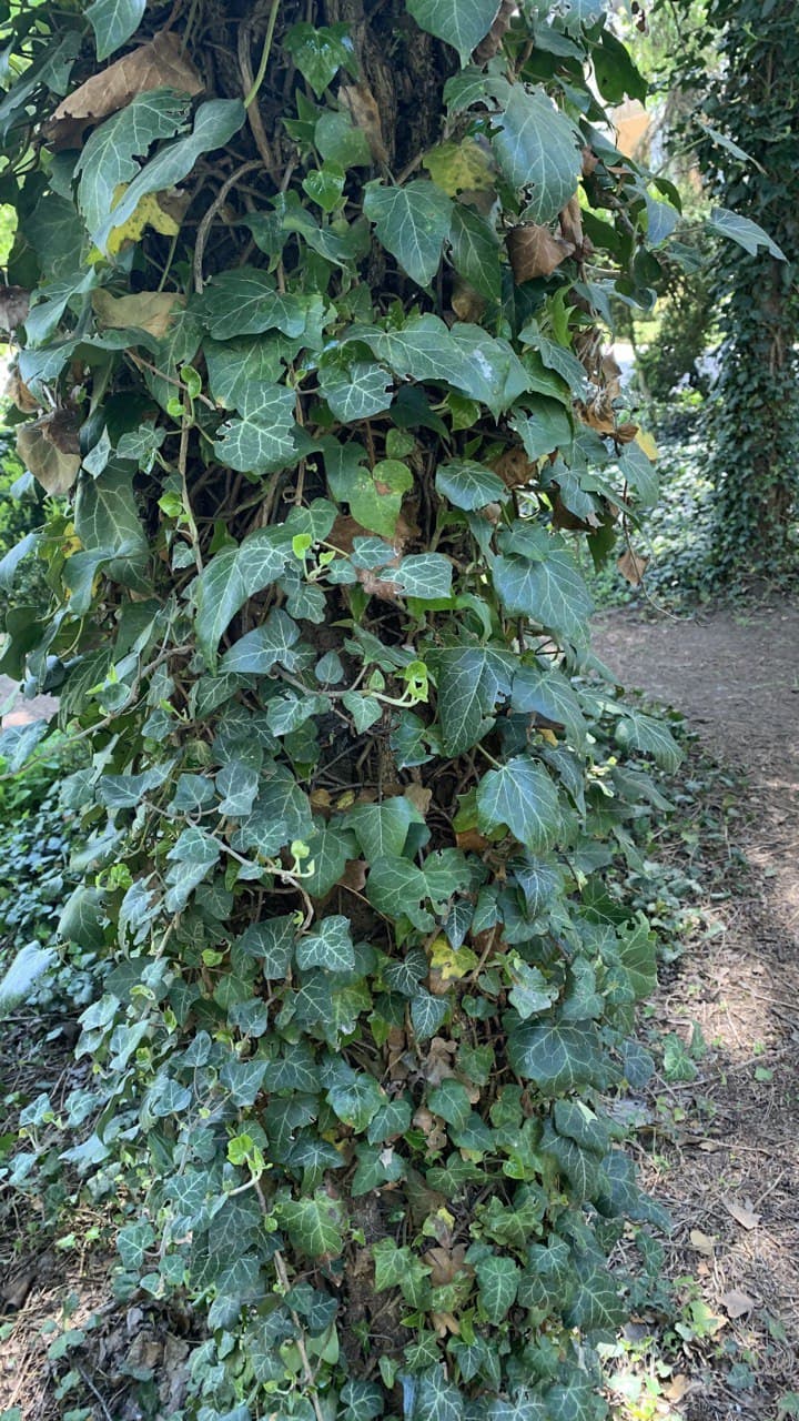 Ботанический сад в Одессе. Фото автора