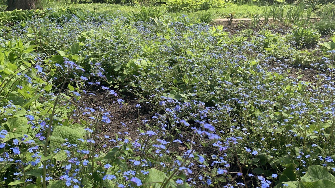 Ботанический сад в Одессе. Фото автора