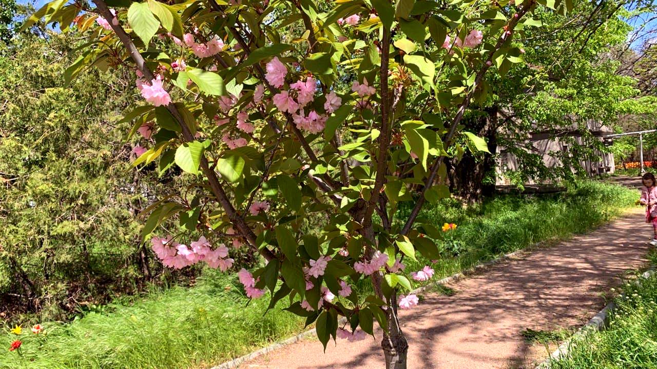 ДВА БОТСАДА В ОДЕССЕ: НА ЧТО СМОТРЕТЬ И В КАКОЙ ЛУЧШЕ ПОЙТИ фото 1