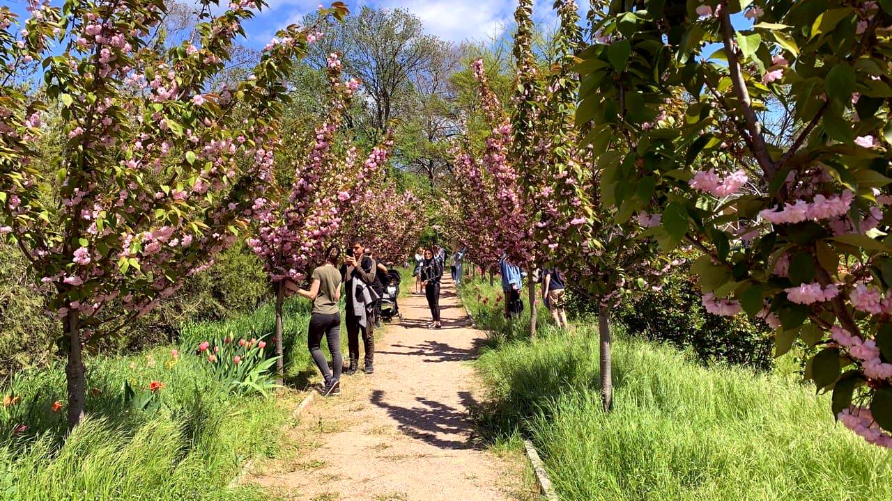 Ботанический сад в Одессе. Фото автора