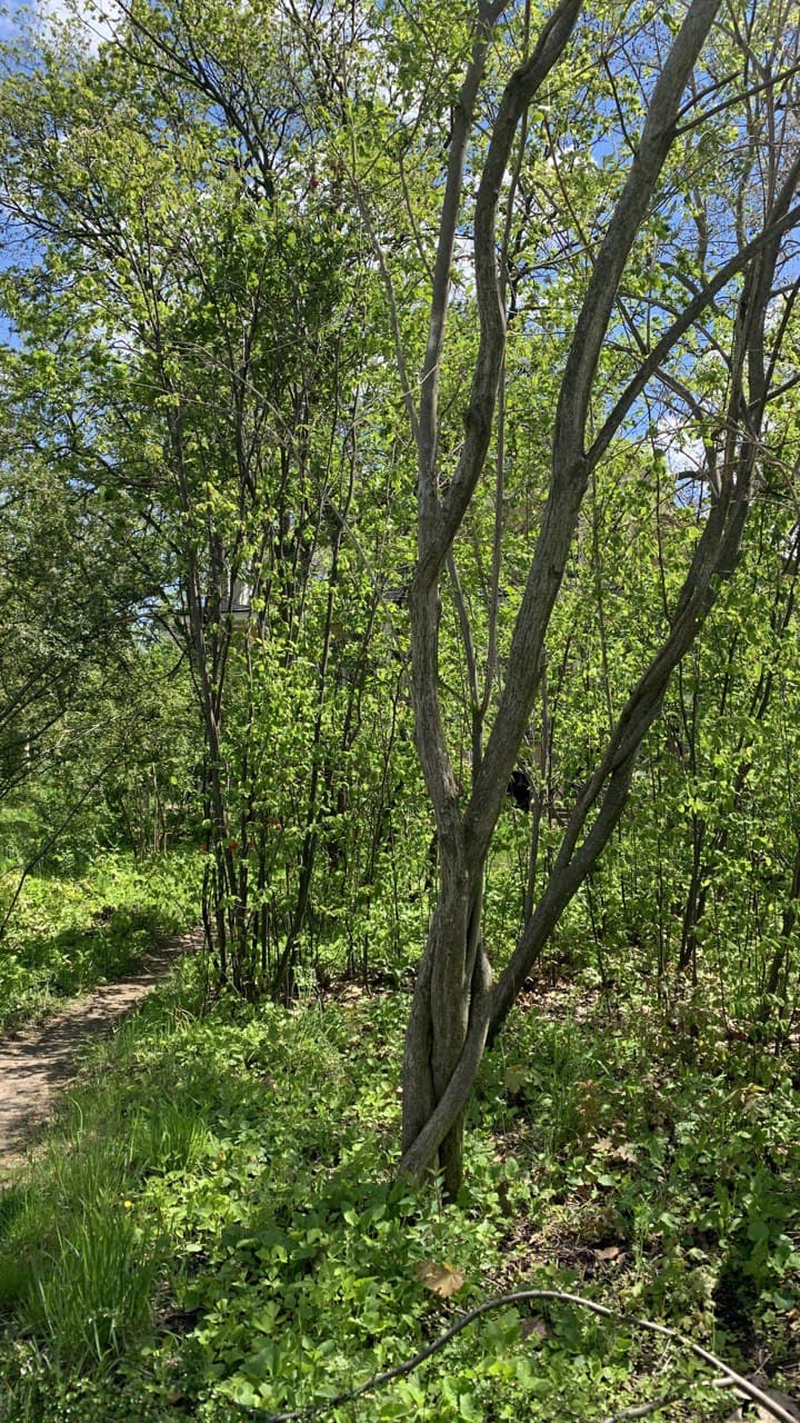 Ботанический сад в Одессе. Фото автора