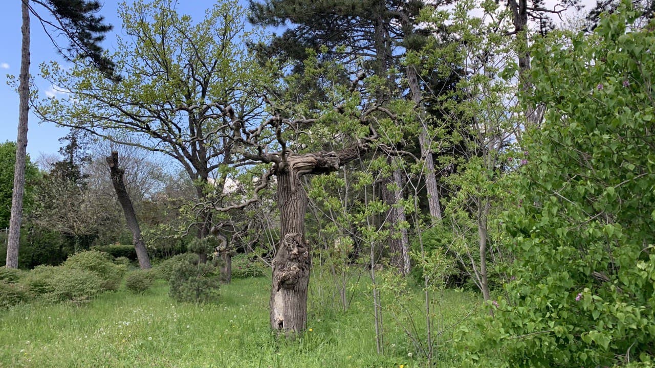 Ботанический сад в Одессе. Фото автора