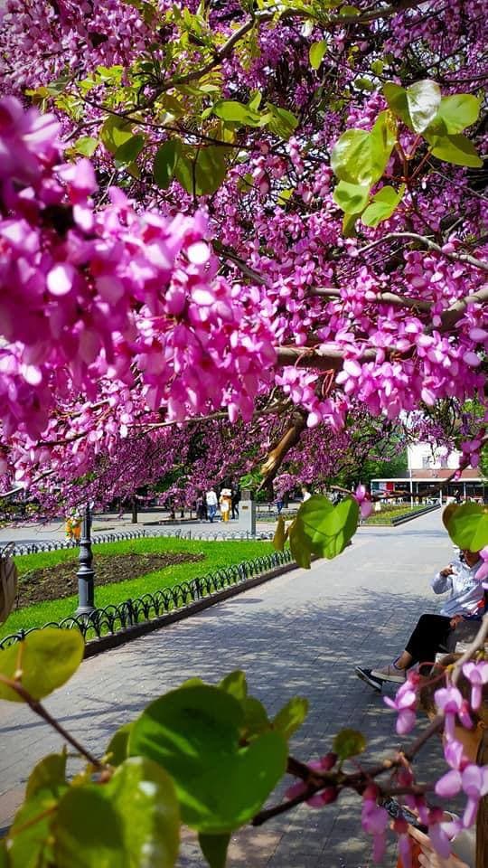 В горсаду расцвело Иудино дерево. Фото: kurs_odessa