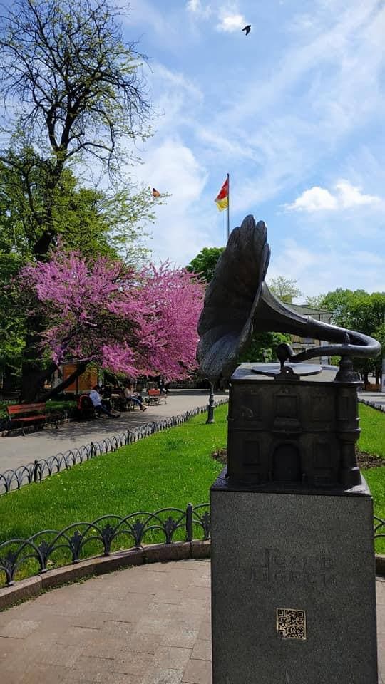 В горсаду расцвело Иудино дерево. Фото: kurs_odessa