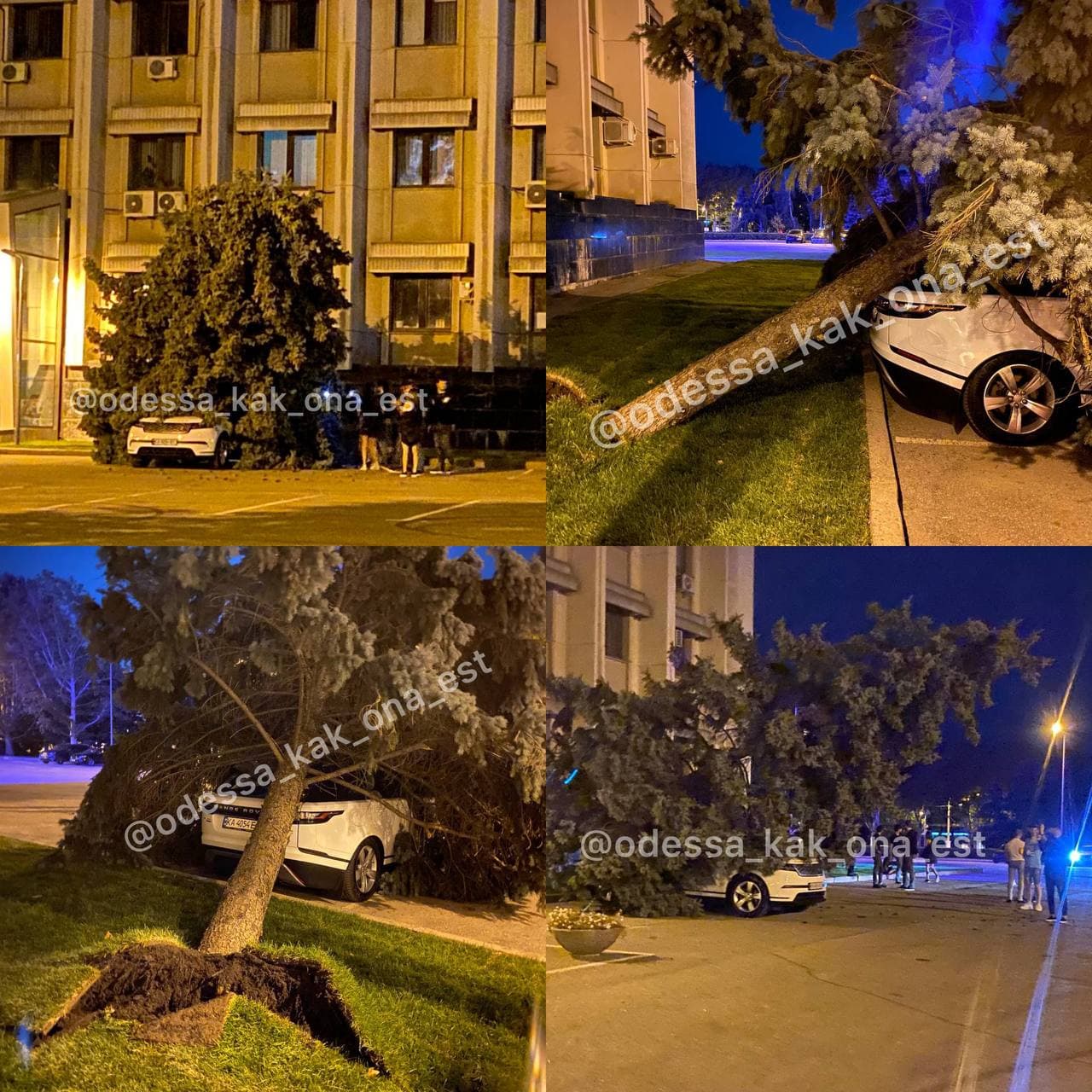 В Одессе два дерева повредили машины (ФОТО, ВИДЕО) - Одесса Vgorode.ua