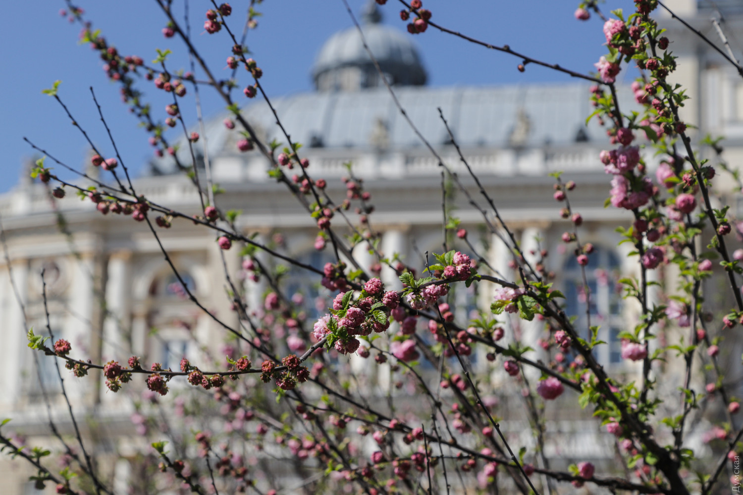 Цветения в Одессе Фото: Думская