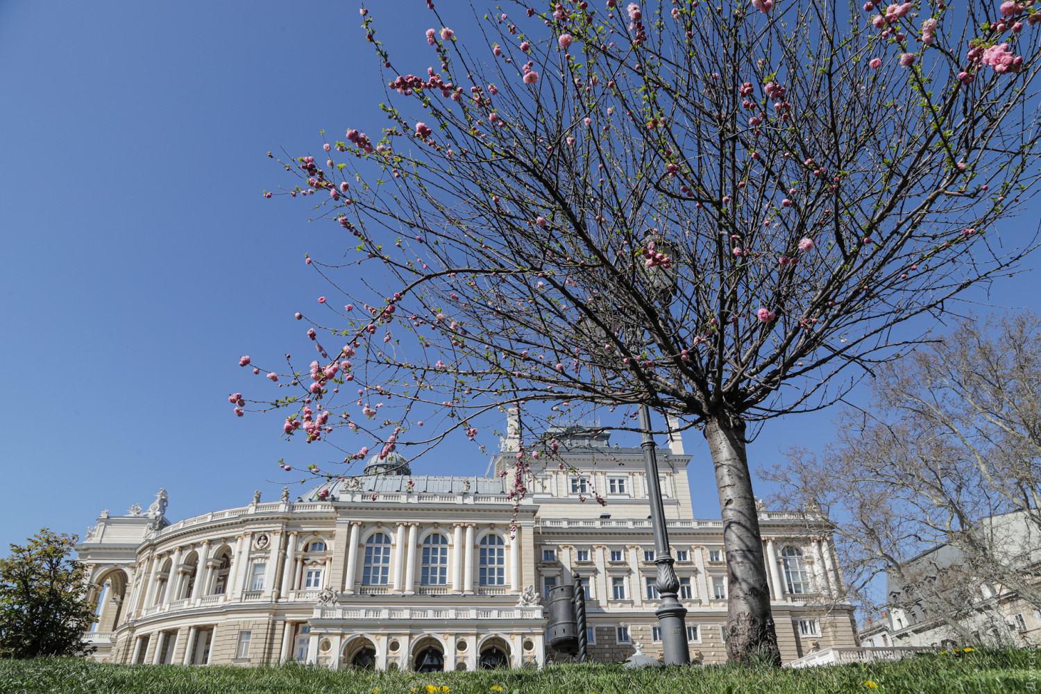 Цветения в Одессе Фото: Думская