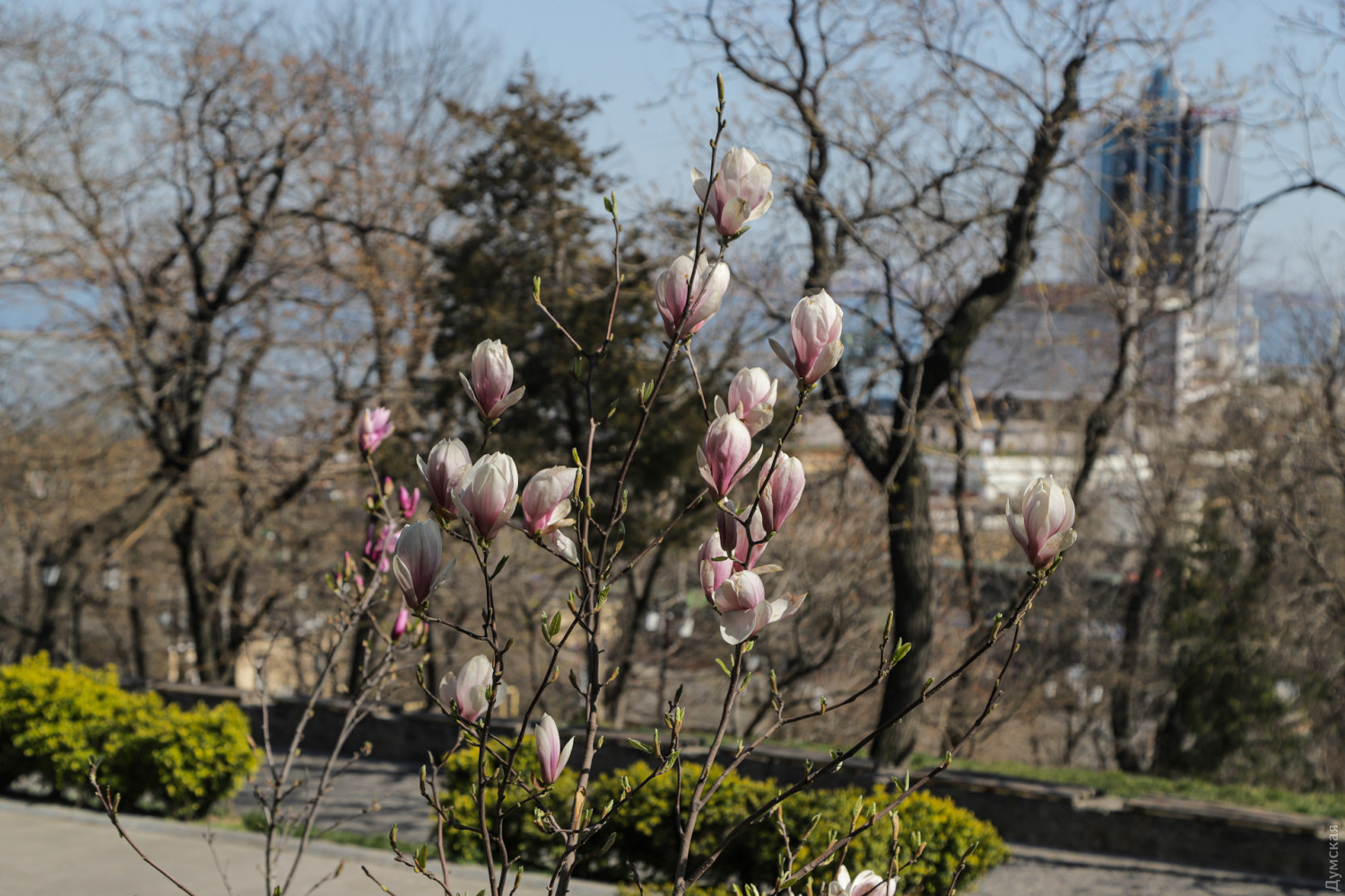 Цветения в Одессе Фото: Думская