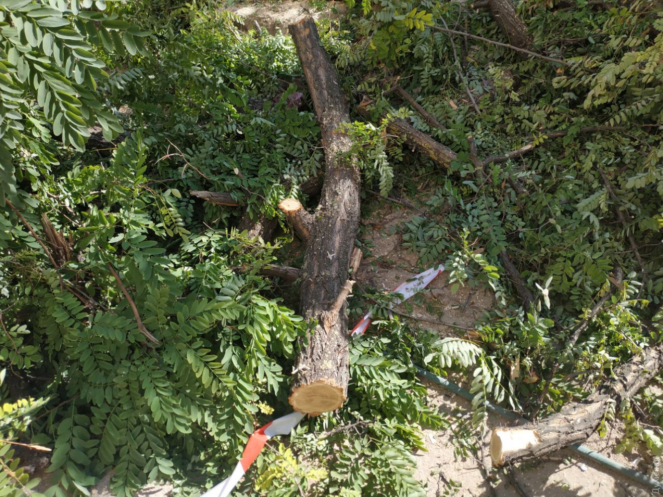 Фото: Думская